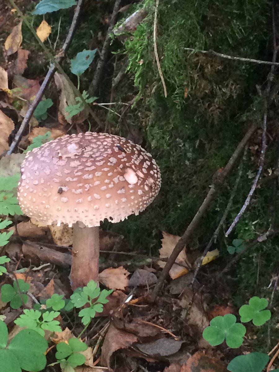 I’m back. (I know. You didn’t know I’d gone. It’s OK).Had an unplanned adventure yesterday. It went meanderingly well. Looked for fungi first, for BBC radio.Overheard one of this trio reading aloud. They told of the local ‘Grumbletrog’. I knew exactly what they meant.THREAD