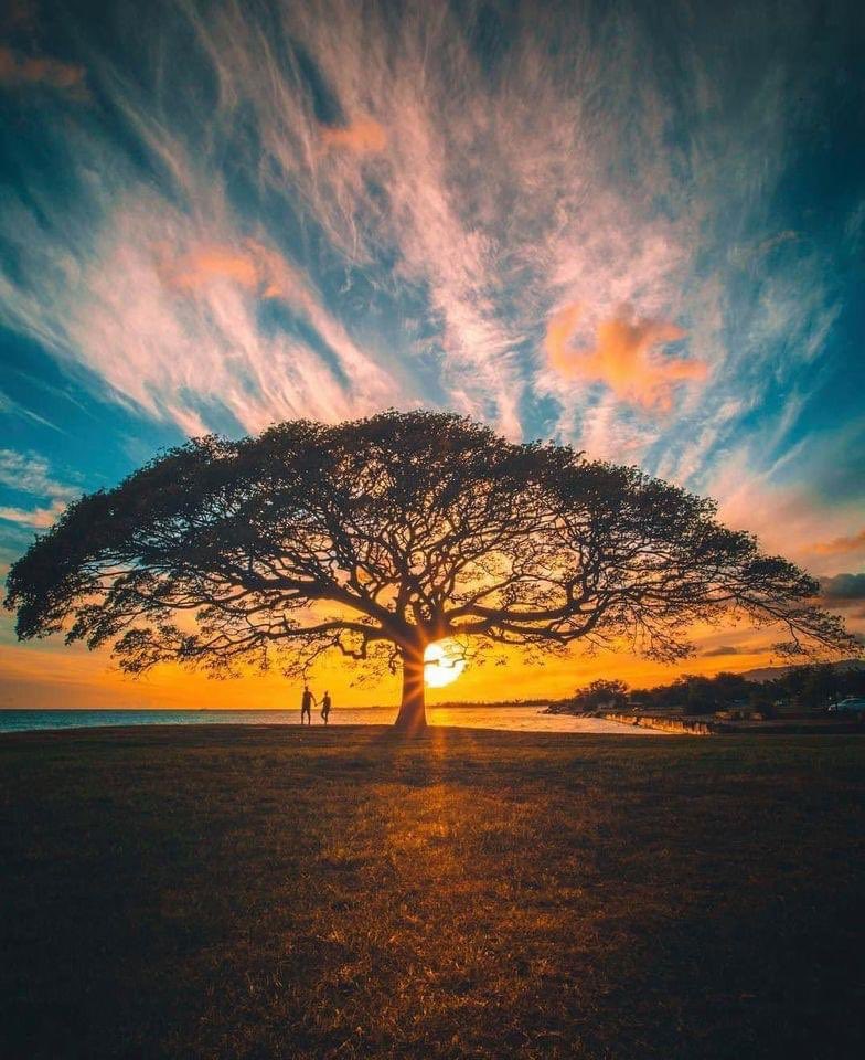 Bubbly_Tree's tweet photo. ´Trees indeed have hearts’
― Henry David Thoreau
.
#bubblytree #breathe #meditate #trees #calmingtrees #rechauffementclimatique #globalwarming #cambioclimatico #respirez #respirar #meditacion #meditation #nature #forestshower #beautifulnature #savetheearth #summer2020 https://t.co/4219cbtPve