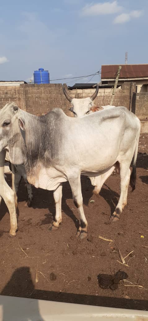 mile12mart's tweet photo. #CowMeatSharing #mile12market .. 1800/kg https://t.co/uY7b837JBr