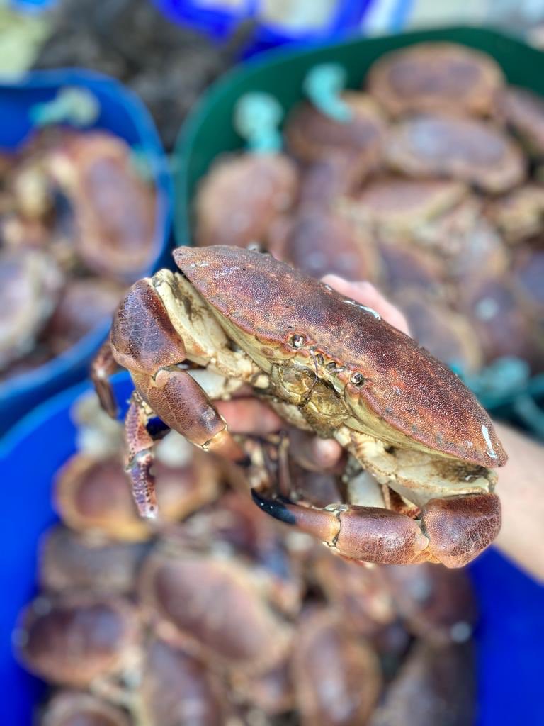 Back open today 🦀 
.
.
The fridge is full again and ready for the week ahead 😊☀️ 
.
.
.
#crab #crabsandwich #freshcrab #crabmeat #welshseafood #visitpembrokeshire #lobsterandmor