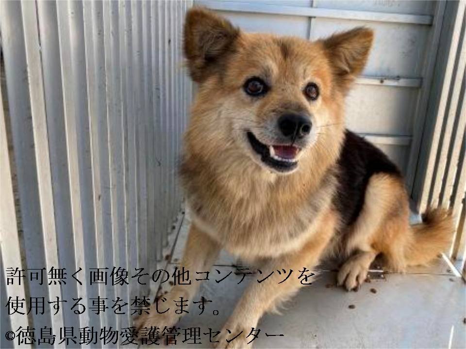 浪速のプーちん على تويتر 徳島県保健所 期限 9月18日 ご自身の飼い犬だと申しあげれば引取可 性別 男 年齢 若齡 犬種 雑種犬 体格 小 中 毛色 茶黒 収容月日場所 9 15 徳島市渋野町 首輪なし 迷子犬 里親急募 徳島県 徳島市 渋野町