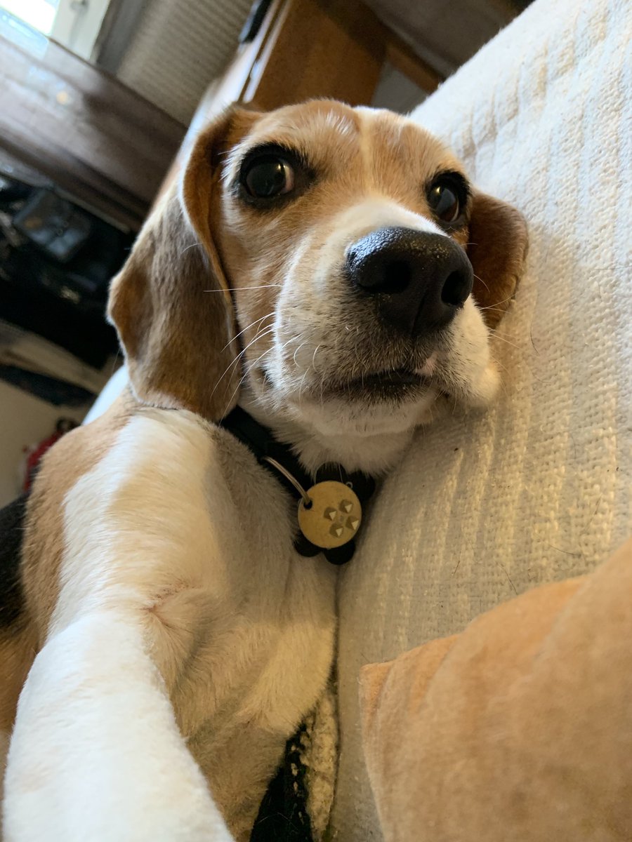 BeagleAdele's tweet image. Better late than never! I’m Adele and new to #beaglesoftwitter 🐶 Here’s an old selfie where I was feeling extra cute ✨ #beagle