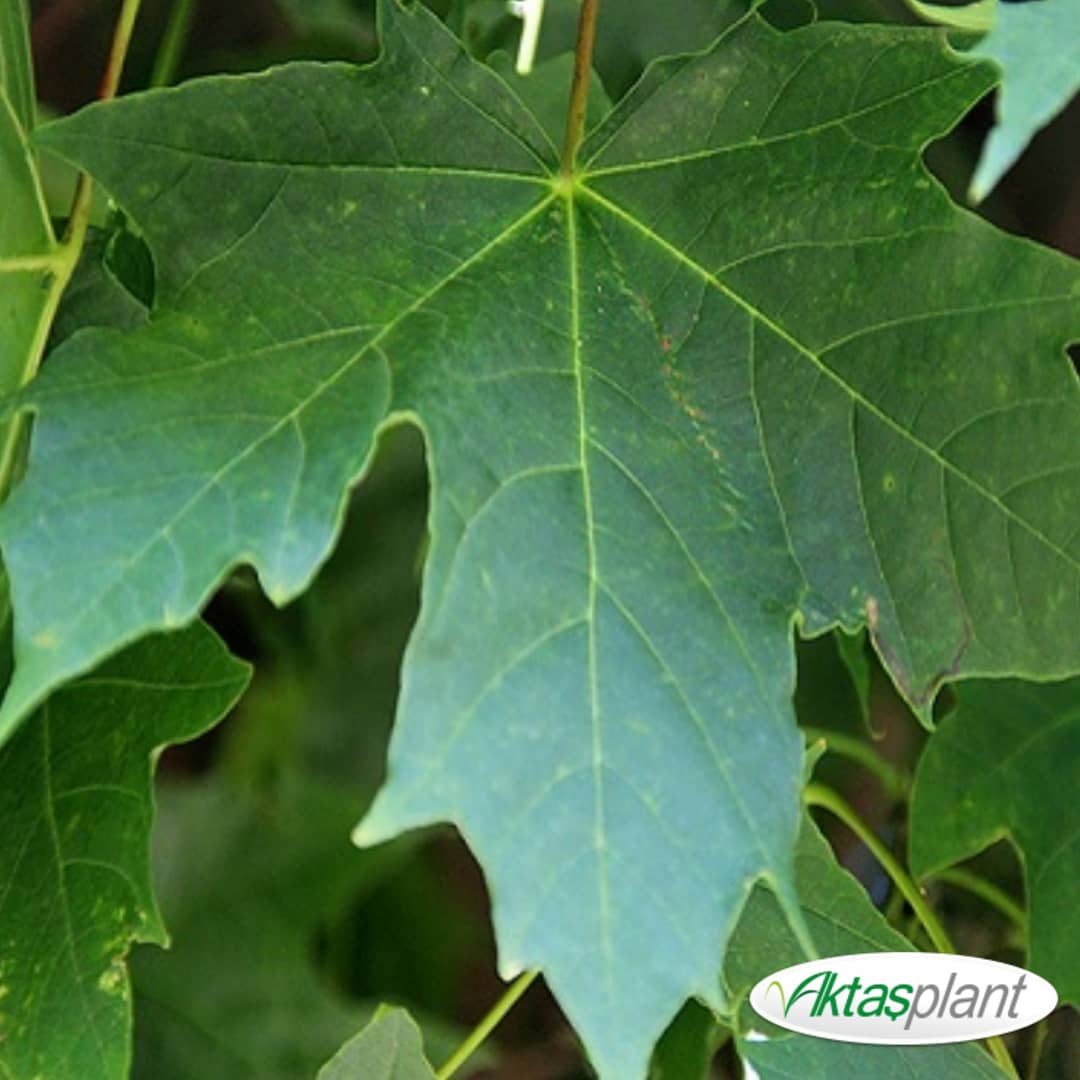 duvarbahce's tweet photo. Çınar Yapraklı Top Akçaağaç
Acer Platanoides 'Globosum'

#ÇınarYapraklıTopAkçaağaç
#AcerPlatanoides'Globosum'
#arbol #arboetum #plant #piante #redleaves #plansofinstagram #planthunter #landscape #garden #gardendesgin #giardino #giardini #garten #gardendesginers #gardening https://t.co/9vTEKRu0Np