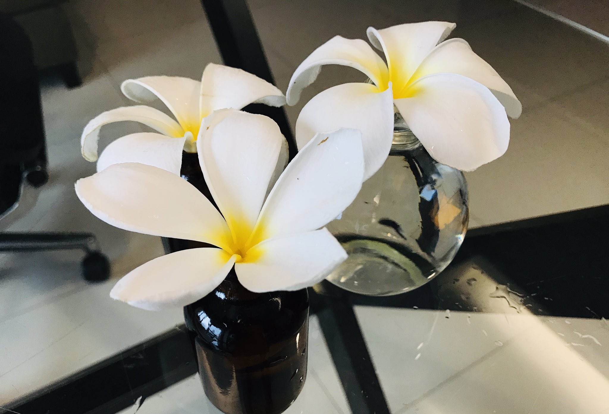 飯山陽 Dr Akari Iiyama 雨で落ちたフランジパニの花を拾ってきたよ 飯山陽 Dr Akari Iiyama 雨で落ちたフランジパニの花を拾ってきたよ