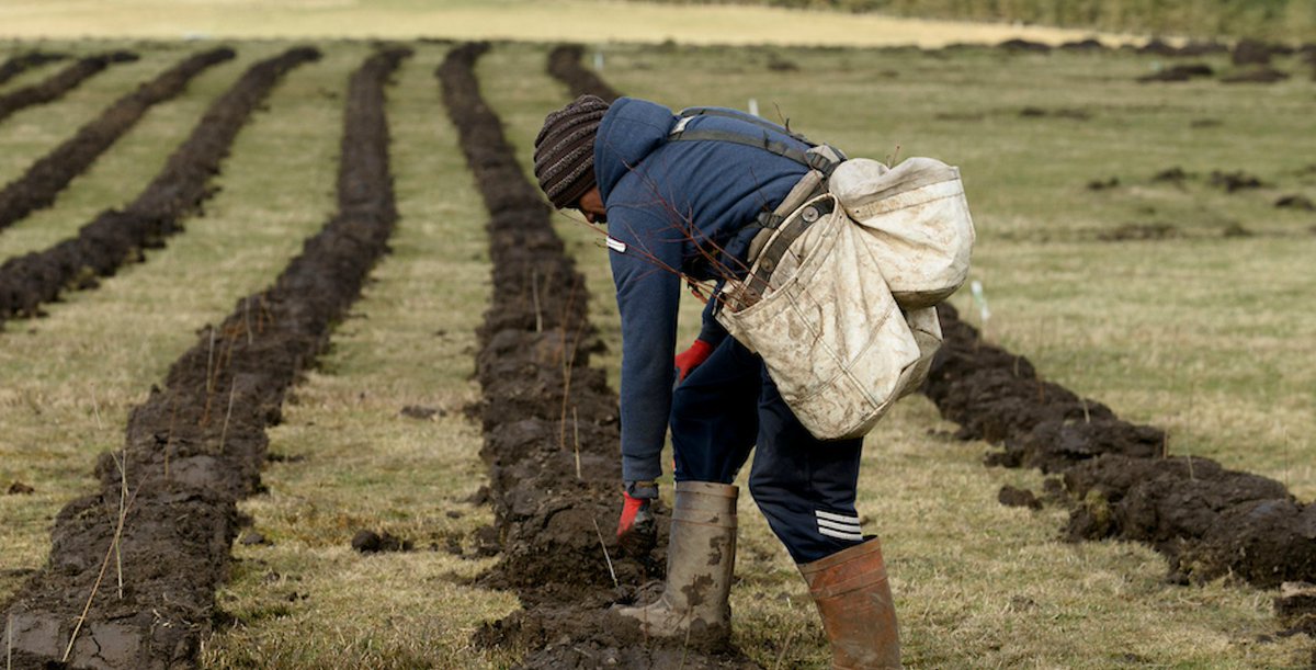 forestsandwood's tweet photo. Tree planting targets should be enshrined in legislation by the UK Government to display a clear commitment to meeting them, Confor has said in its response to the #EnglandTreeStrategy consultation.
Read more: https://t.co/YyPj510tdj
Full Confor response: https://t.co/rKNdtgMJZV https://t.co/hWg5g5Gwaq