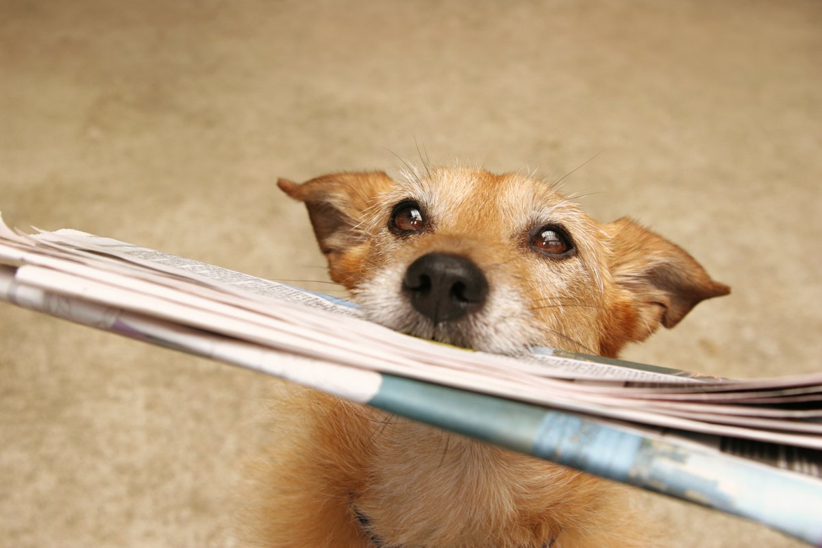 CommunityNews01 photo