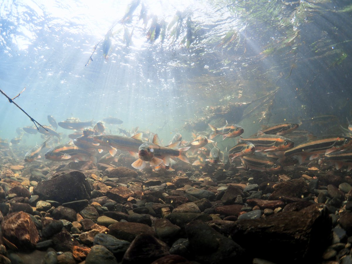 イノウエダイスケ 遡上する 魚はほんとかっこ良いと思う サケやマスはもちろんかっこ良いけど あまり目立たないような小さな生き物も川を上ってる 魚だけじゃない 順番にウグイ トウヨシノボリ ハス コアユ すべて琵琶湖流入河川にて