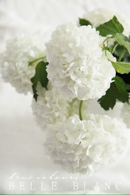 WorldMusics1's tweet photo. When you like a flower, you just pluck it. But when you love a flower, you water it daily ...

One who understand this, understands life ...

Good Morning ...
https://t.co/cKc4fcFsLG
#Buddah #life https://t.co/DSDEj4lFqR