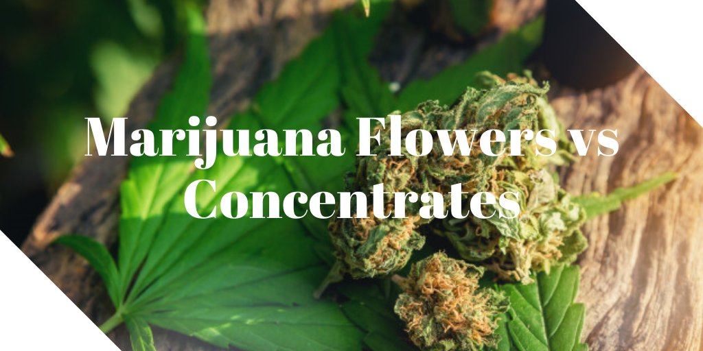 420Fontana's tweet photo. #Cannabis concentrates are more potent than #flowers, thus providing stronger #medicinal #effects. #Learn about the major #differences between the two. Visit at: https://t.co/9yr9KCfPpP
.
.
.
.
.
#medicalcannabis #MedicalMarijuana #doctors #MMJcard #420evaluations https://t.co/6PUPOztTr6