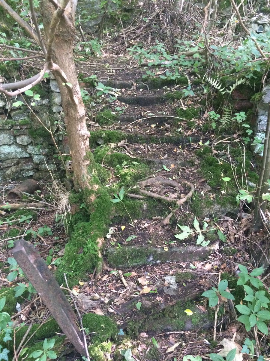 I’d gone way off track to find them.A very, very steep, deep, wet woodland gorge. (Found the path afterwards of course).But some steps, being slowly reclaimed, then led me astray.