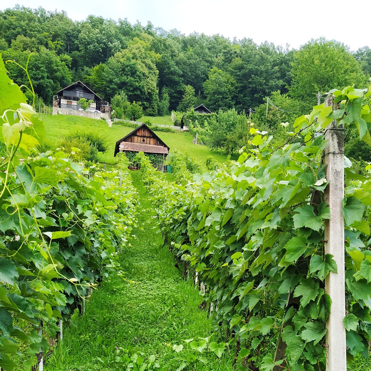 AgriSenseio's tweet photo. The true power of IoT lies in increasing the number of weather stations not increasing their accuracy. 
Learn how we helped to save time on regular inspections for frost in vineyards.
#vineyard #iot #frostdamage #Sensors #smartdata #green #ClimateChange https://t.co/1lKsk2DBPN