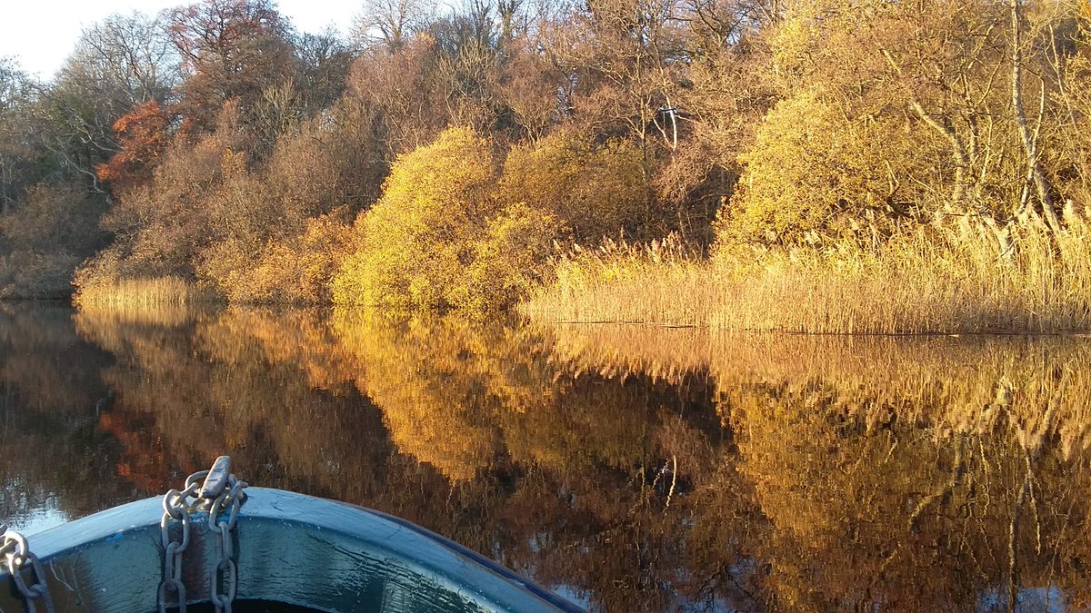 Yellows, oranges, golden browns, russets, that magical time of the year for tree peepers like us @BallynahinchW @BioDataCentre @ClareTourism @VisitPortumna @discoverlderg