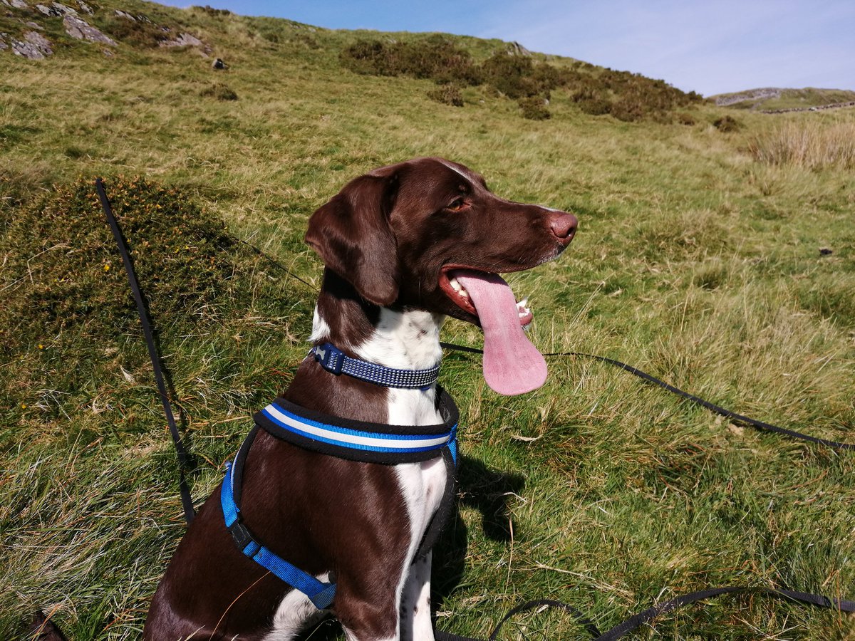 Ambutigger's tweet photo. #baileysblog couldn't not mark #TongueOutTuesday #dogsoftwitter @baileysprointer https://t.co/n6NQluqvno