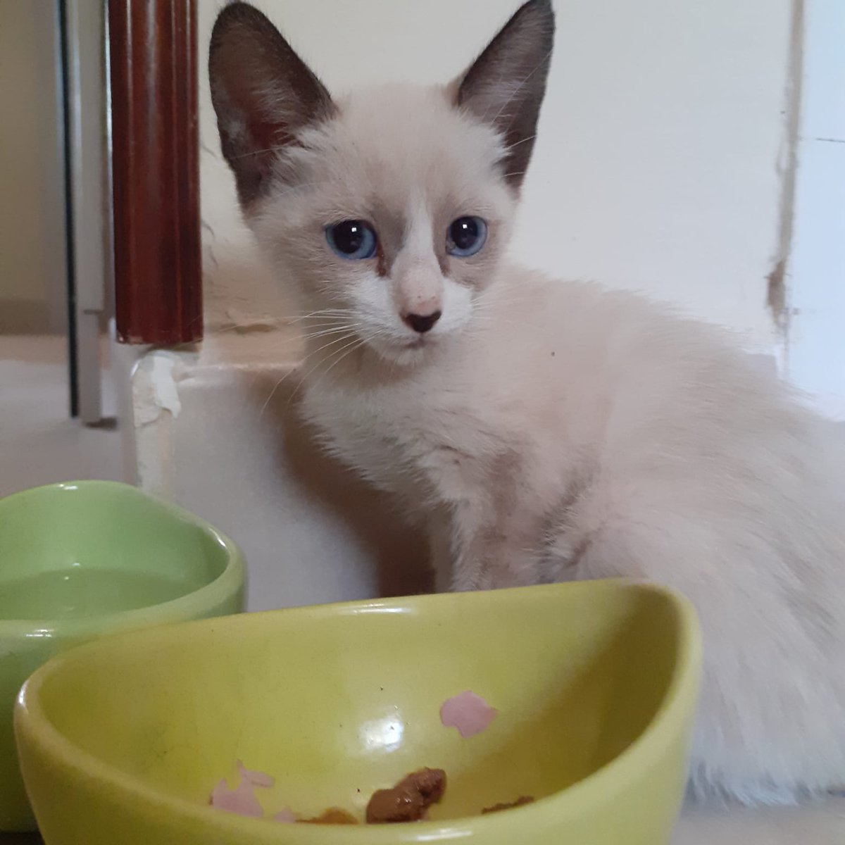 dearalpha1's tweet photo. Ayer me encontré esta gatita en la calle y necesita casa, tendrá algo menos de dos meses y tiene una patita trasera algo inflamada (pero ya la hemos llevado al veterinario y todo bien con unos antiinflamatorios), SE AGRADECE MÁXIMA DIFUSIÓN!!❤️❤️ https://t.co/rnSSlDMHLj