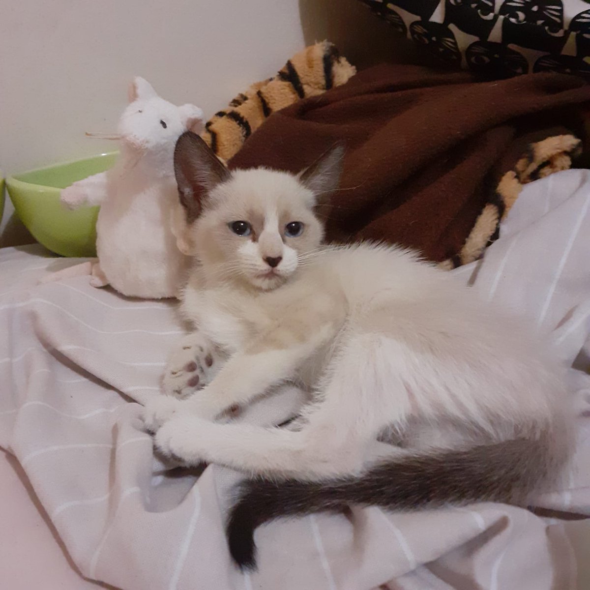 dearalpha1's tweet photo. Ayer me encontré esta gatita en la calle y necesita casa, tendrá algo menos de dos meses y tiene una patita trasera algo inflamada (pero ya la hemos llevado al veterinario y todo bien con unos antiinflamatorios), SE AGRADECE MÁXIMA DIFUSIÓN!!❤️❤️ https://t.co/rnSSlDMHLj
