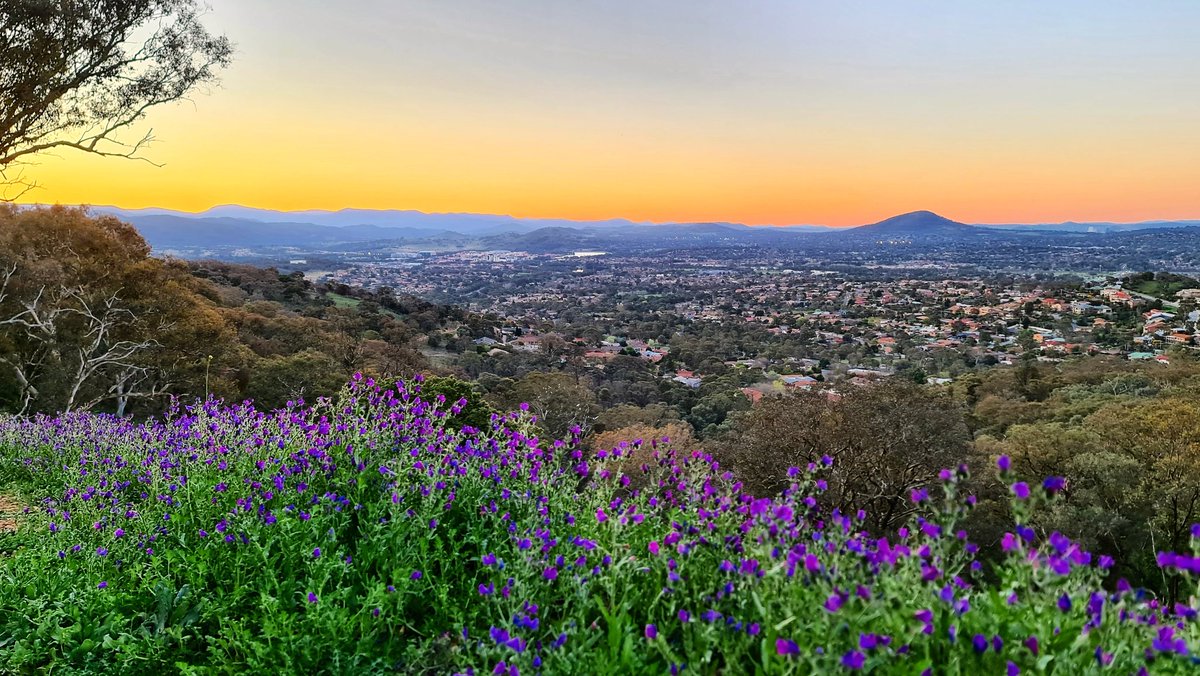 scottyimhoff's tweet photo. Spring has arrived in #Canberra 😎🌻 Some photos taken on my walk around #Tuggeranong Hill this afternoon ⛰😊👌

@visitcanberra @canberratimes @abccanberra #sunset #cbr #australia #springtime https://t.co/YpUDwGy8UK