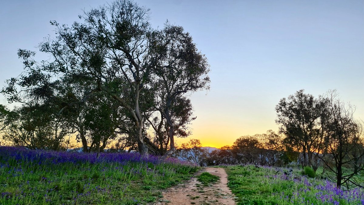 scottyimhoff's tweet photo. Spring has arrived in #Canberra 😎🌻 Some photos taken on my walk around #Tuggeranong Hill this afternoon ⛰😊👌

@visitcanberra @canberratimes @abccanberra #sunset #cbr #australia #springtime https://t.co/YpUDwGy8UK