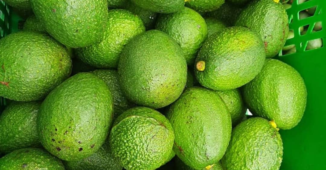 Imagine Europe consumes more than a million metric tones of avocado per annum and projections indicate upwards trend in the next 10-15 yrs. This is a huge market indeed. Tanzanians lets up our game to hook a lion share of the market for the green gold!