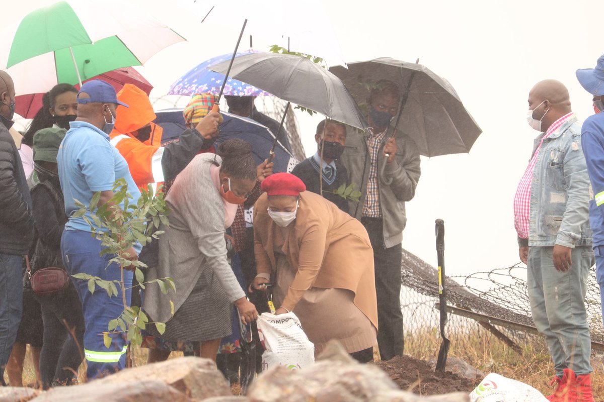 MandeniLM's tweet photo. ARBOUR WEEK PROGRAMME LAUNCHED AT NGULULE PRIMARY || Mandeni Local Municipality held the launch of the 2020 Arbour Week Programme at Ngulule Primary School, Ward 8. This programme will run until the 18th of September, 18 schools from each of the 18 wards will receive trees. https://t.co/rMpED8Ponr