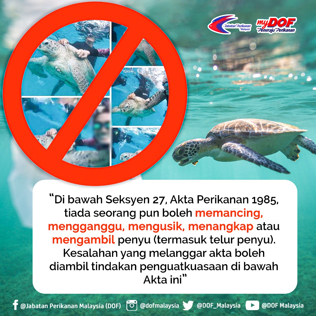 dofmalaysia's tweet photo. Save Our Turtles!
#myDOF #PenerajuPerikanan #MAFI #SaveOurTurtle #SaveOurTurtles #WWF #wwfmalaysia #COVID19 #StaySafe #KitaJagaKita https://t.co/r8jZ8Bq0TK