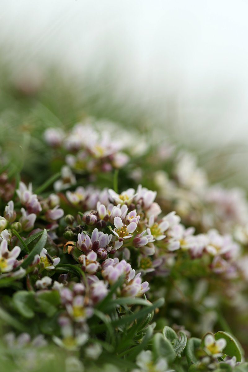Settling down to write a piece about press gangs and plants this morning. This is Common Scurvygrass - an abundant plant on the banks (low cliffs) around my  #Shetland home. It used to be harvested and taken to sea as a dietary supplement to ward off scurvy, hence the name. (1/7)