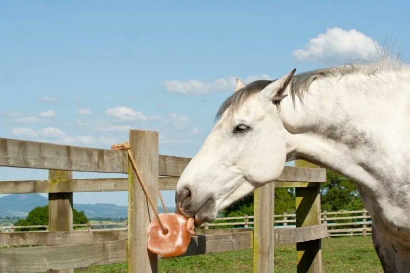 they crave that mineral  #Halite  #MinCup2020  https://www.savvyhorsewoman.com/2016/01/himalayan-salt-for-horses-is-it-worth-it.html