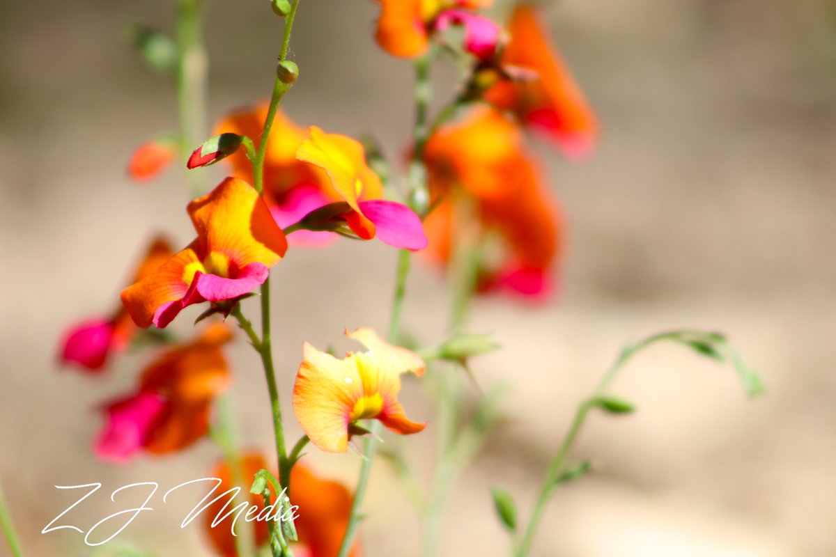 ZJ_Media's tweet photo. Super excited to announce that zjmedia will have a stock photo store coming soon to https://t.co/MPsVeOX48C!!! 
#stockphotos #photos #store #stock #ocean #plants #flowers #nature #beach #sunset #birds https://t.co/11I6evMYF4