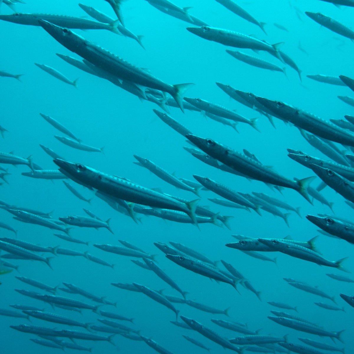 scuba_elnido's tweet photo. Letβs dive again soon guys.
π ππ
#philippinediving #elnido #turtledivers #divephilippine #Barracuda #padi https://t.co/CyAFzelwlb
