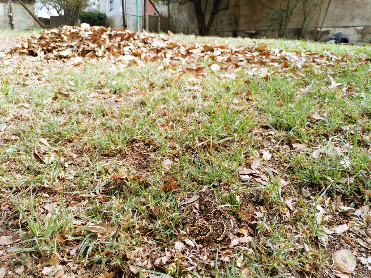 Latest video on my YouTube channel, about a very well-hidden Puff Adder! 
youtu.be/F2VkbJbWhkc

#snakes #Durban #southafrica #youtubechannel
#YouTuber #youtube #YouTubers #PuffAdder #reptiles #conservation #wildlife