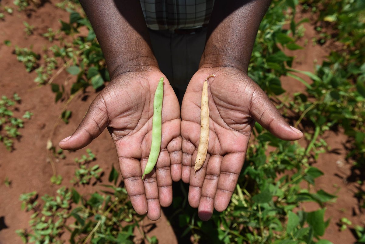PlanSecu's tweet photo. 📢 Our newsletter is out! Read about: 

✅#ClimateSecurity in the Indo-Asia Pacific
✅Drought &amp; tribal conflicts in #Iraq
✅#BCSC2020: Joining forces to address climate security
✅New @CGIAR climate security explorer
✅#Climate reporting with impact

➡️ https://t.co/TdDx2SLE7J https://t.co/0k2Jfo5ueh