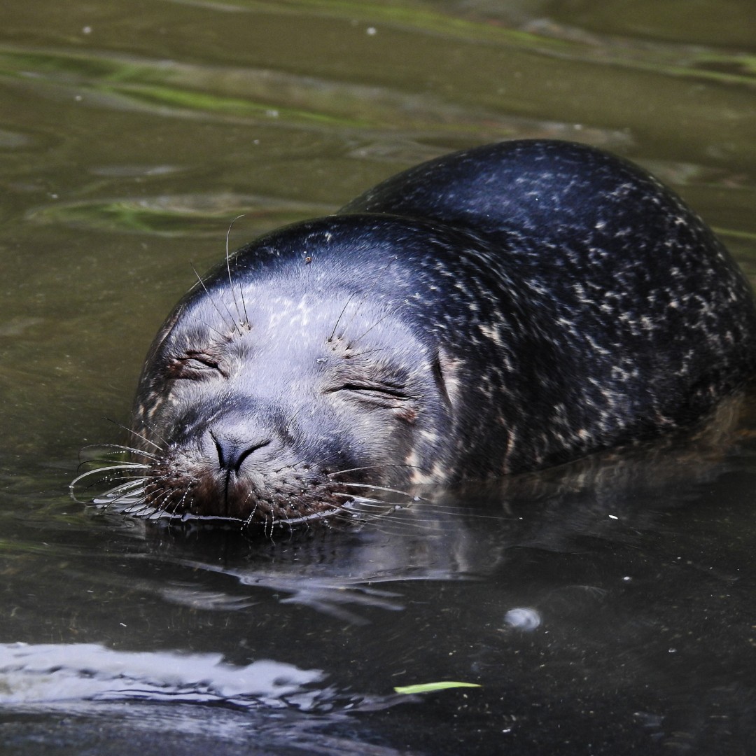 WiseOceans's tweet photo. 🆕Paid Job!
@seal_rescue are looking for an Animal Care Manager to join the team and have responsibility of their rescue and rehabilitation hospital.
Want to know more? https://t.co/Vl4inMkOfY #seal #sealife #marinemammal #rescue #job #wisework https://t.co/3f3u66MU1a