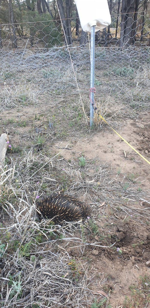 dr_dirt_oz's tweet photo. Ran into a local checking an old  #deepP trial from #UQ63 south of Condamine this afternoon.  Didn't get much conversation as they went to ground... https://t.co/MHiEj8MPzc