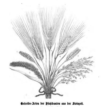Economicbotany's tweet photo. & tracing back #ElisabethSchiemann #academictree leads to Oswald Heer, pretty much the founder of archaeobotany/palaeoethnobotany! https://t.co/bVdeDwLT52 https://t.co/R5dIYb1St8
