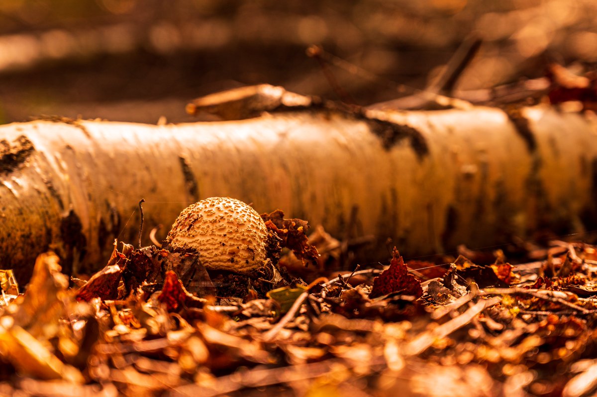 hillyer_steve's tweet photo. It looks like autumn has arrived! A Common Earthball (Scleroderma citrinum) spotted in Skipwith Common. #fungi #fungus #photograghy #Nikon https://t.co/dvGtG4iBMr