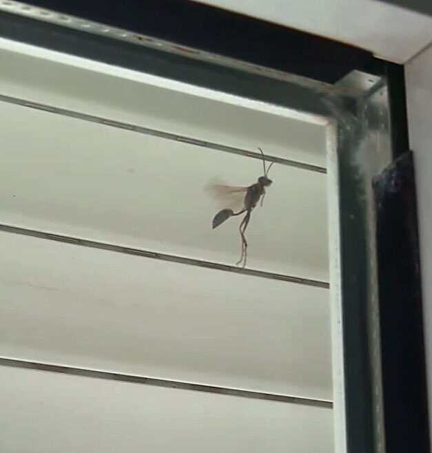 Doctor_EME's tweet photo. Hola! @DrBioblogo, me preguntan qué insecto puede ser este. Visto en Vitoria, al norte de España. Gracias! https://t.co/fIJhyCVhGV