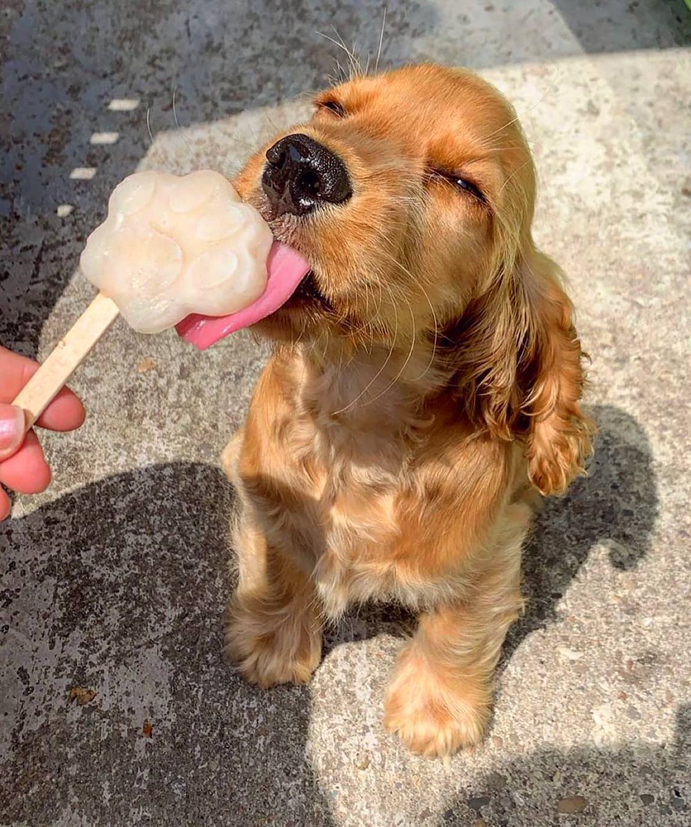 Adorablebe boy, isn't he?
Follow us <a href="/lover_bale/">DOG_LOVER_SQUAD</a> to watch best dog content
#dogs #dogsoftwitter #doggy #puppy #puppylove #Puppies #animals #cute #DAY6 #photographer #Photos #Viral #USA #trend #TrendingNow #Amazon