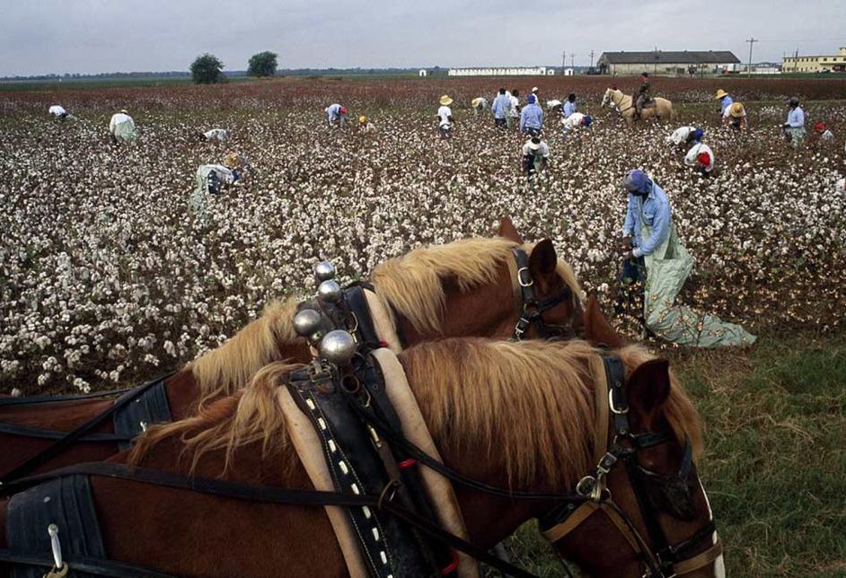 More pictures from the labor cohorts, doing manual field work that could easily be finished with mechanical machines instead.  #ForcedLabor  #Xinjiang