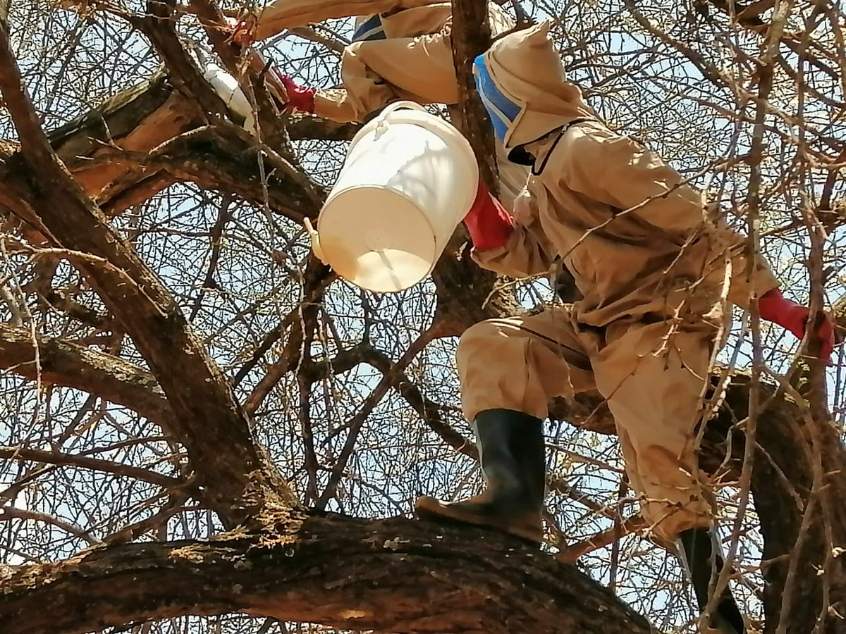 BORESHA_HoA's tweet image. As part of our beekeeping🐝value chain development effort aimed at improving/diversifying livelihoods and household incomes we conducted a 4⃣day training of 2⃣5⃣ Livestock common interest group (LCIG) in Banisa, #Mandera. 

@EUinKenya | @europeaid