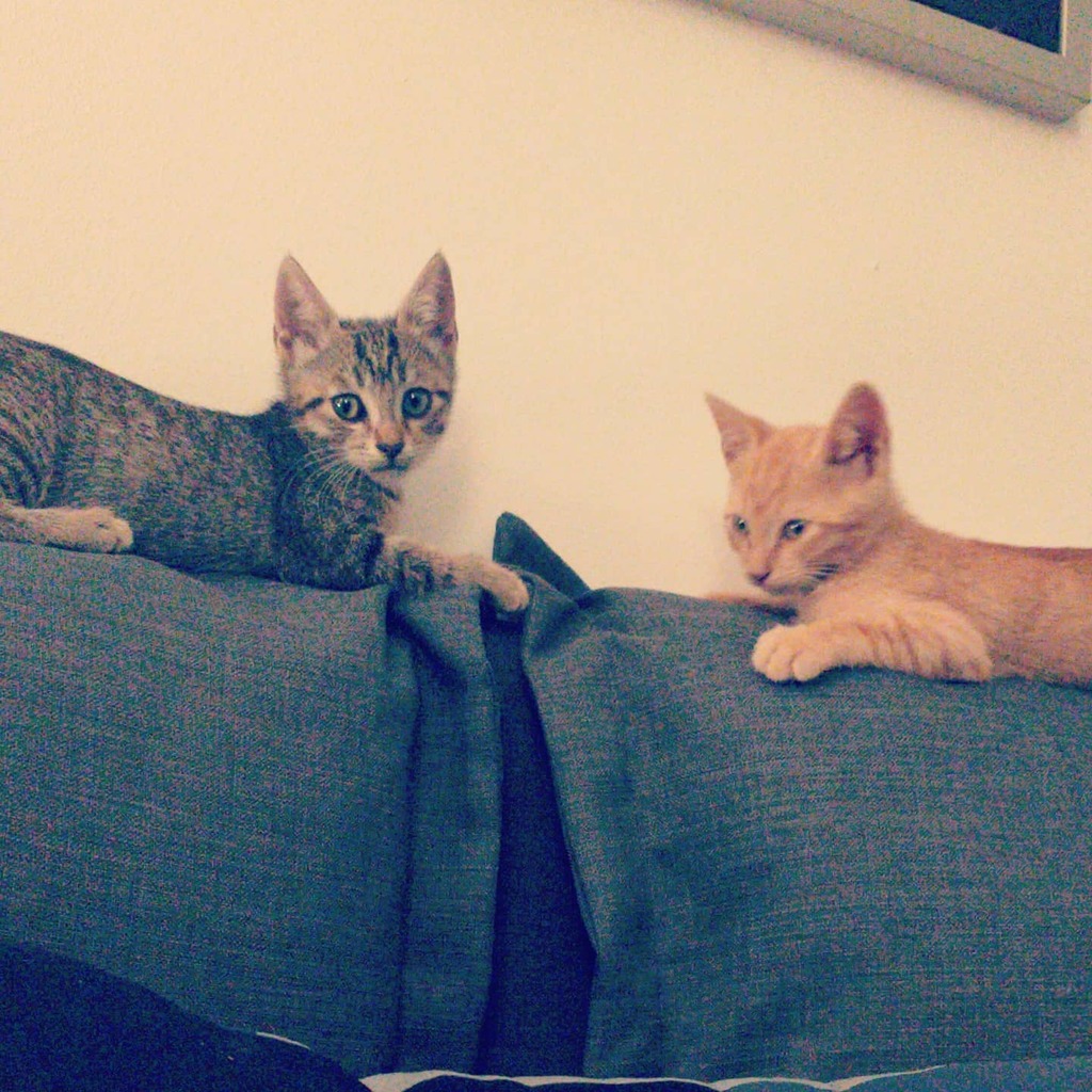 Luken00's tweet photo. there are two kinds of people, those still looking for true love, and those who already got a cat...

...I got two.

#kittens #mici #miao #meow #purr #gattara #crazycatlady #famigliatradizionale #igcats #instacats #acchiappalike #twoismegliocheone #addio… https://t.co/K7Xbhfd78a https://t.co/rALkTbQFeK