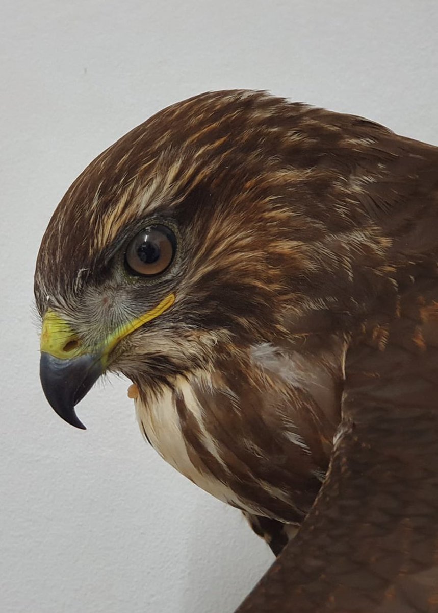 bluehighlandsr1's tweet photo. Roberta is a very young buzzard. She only left her nest at the end of June (ringed as a solo chick before fledging), near Fearn.
Unfortunately she has struggled to gain independence and has been handed in, extremely malnourished, for a helping hand.
#bluehighlands #brora https://t.co/9iE4Mu0Ci6