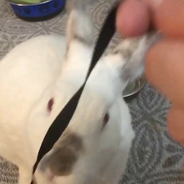 rabbitrescue's tweet photo. • @adopt.berry Hoomin, can you please just GIVE IT TO ME?! Go to https://t.co/3LMMeqYqZ3 to adopt me! #bunny #bunnylove #rabbit #rabbitsofinstagram #bunniesofinstagram #bunnies #adoptdontshop #adoptabun #adoptabunny https://t.co/tj5eU4qvVb https://t.co/jfepzbWtWs