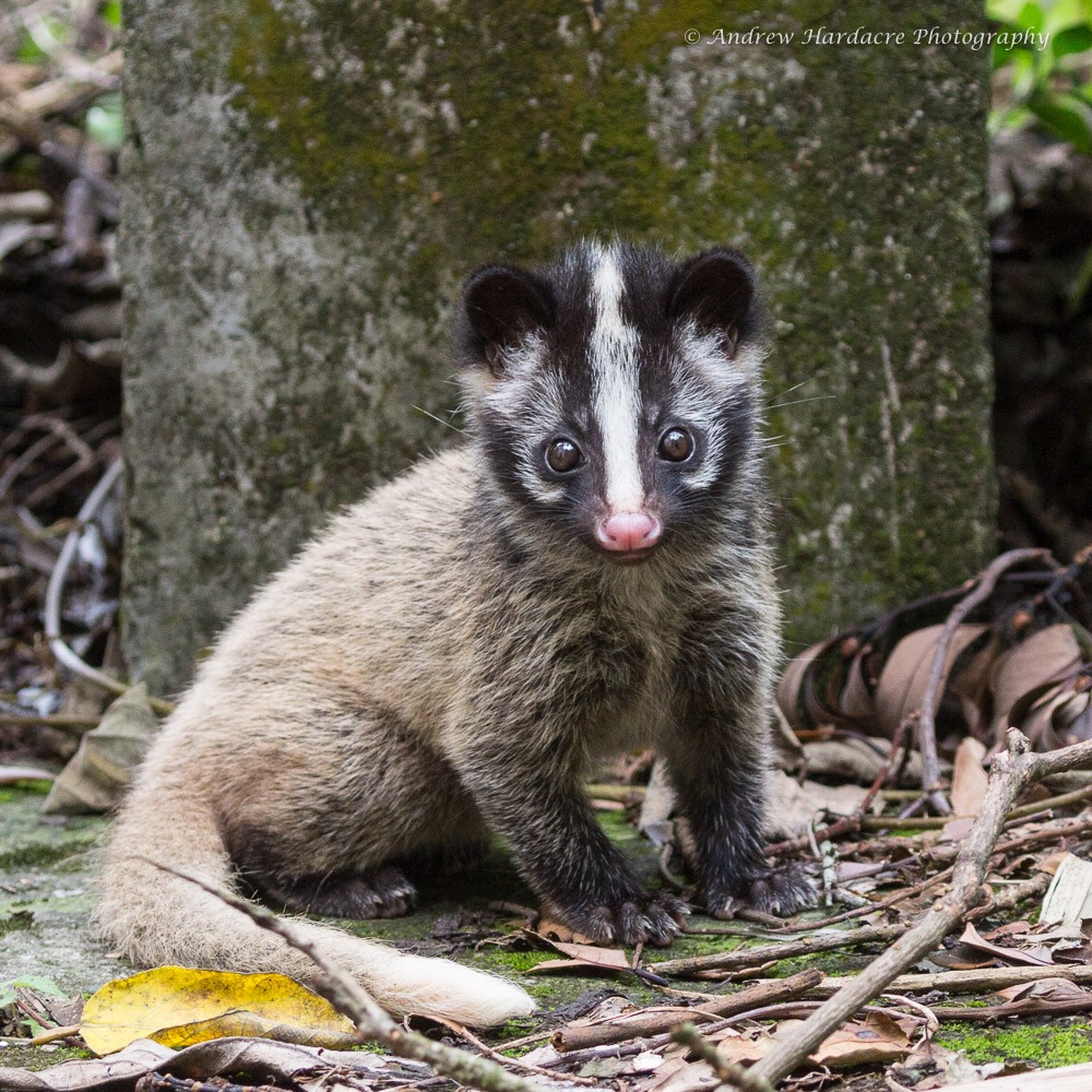 some civet pics. they are in the viverrid family (old world omnivorous feliform carnivora) along with binturongs, genets, and oyans!