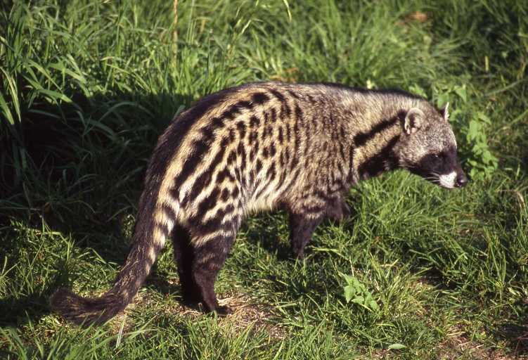 some civet pics. they are in the viverrid family (old world omnivorous feliform carnivora) along with binturongs, genets, and oyans!