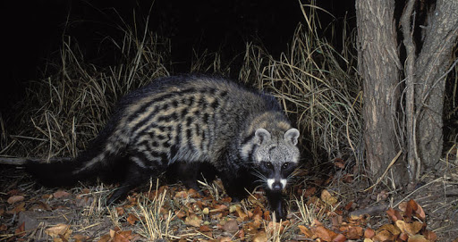 some civet pics. they are in the viverrid family (old world omnivorous feliform carnivora) along with binturongs, genets, and oyans!