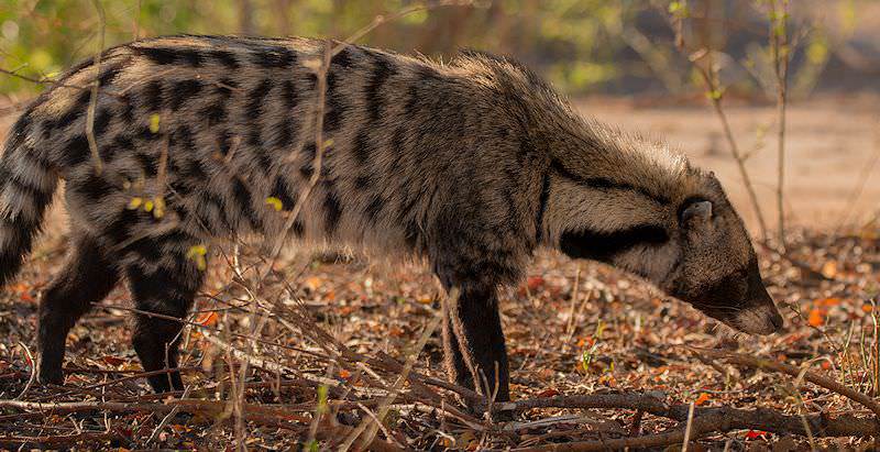 some civet pics. they are in the viverrid family (old world omnivorous feliform carnivora) along with binturongs, genets, and oyans!