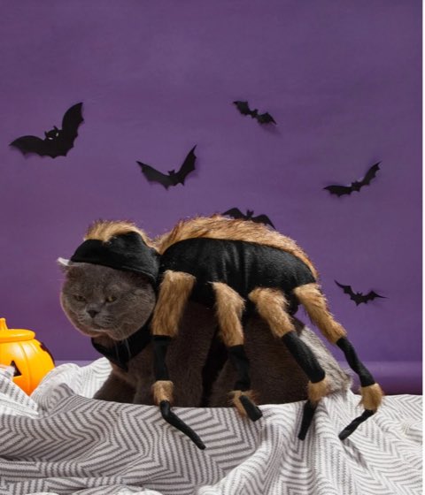 best halloween pet photo