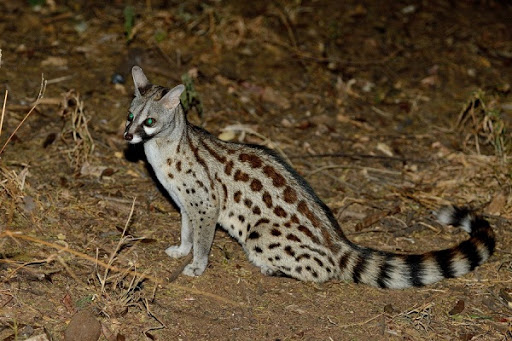 the genet! fun fact, the russian word for "raccoon" comes from these guys