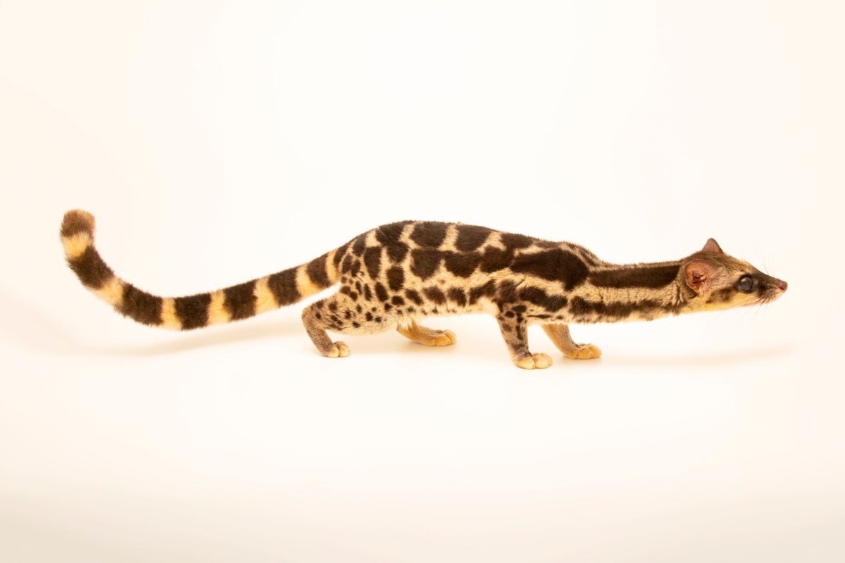 the oyan (also known as the linsang) aka the real catsnake