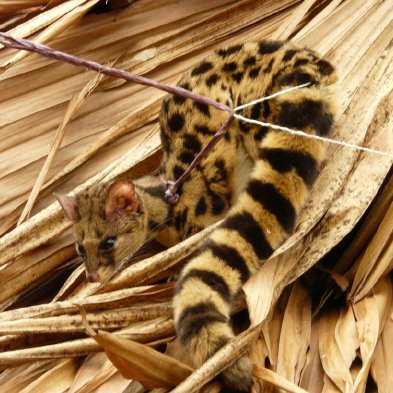 the oyan (also known as the linsang) aka the real catsnake