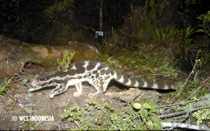 the oyan (also known as the linsang) aka the real catsnake